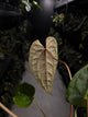 Anthurium #Moloch