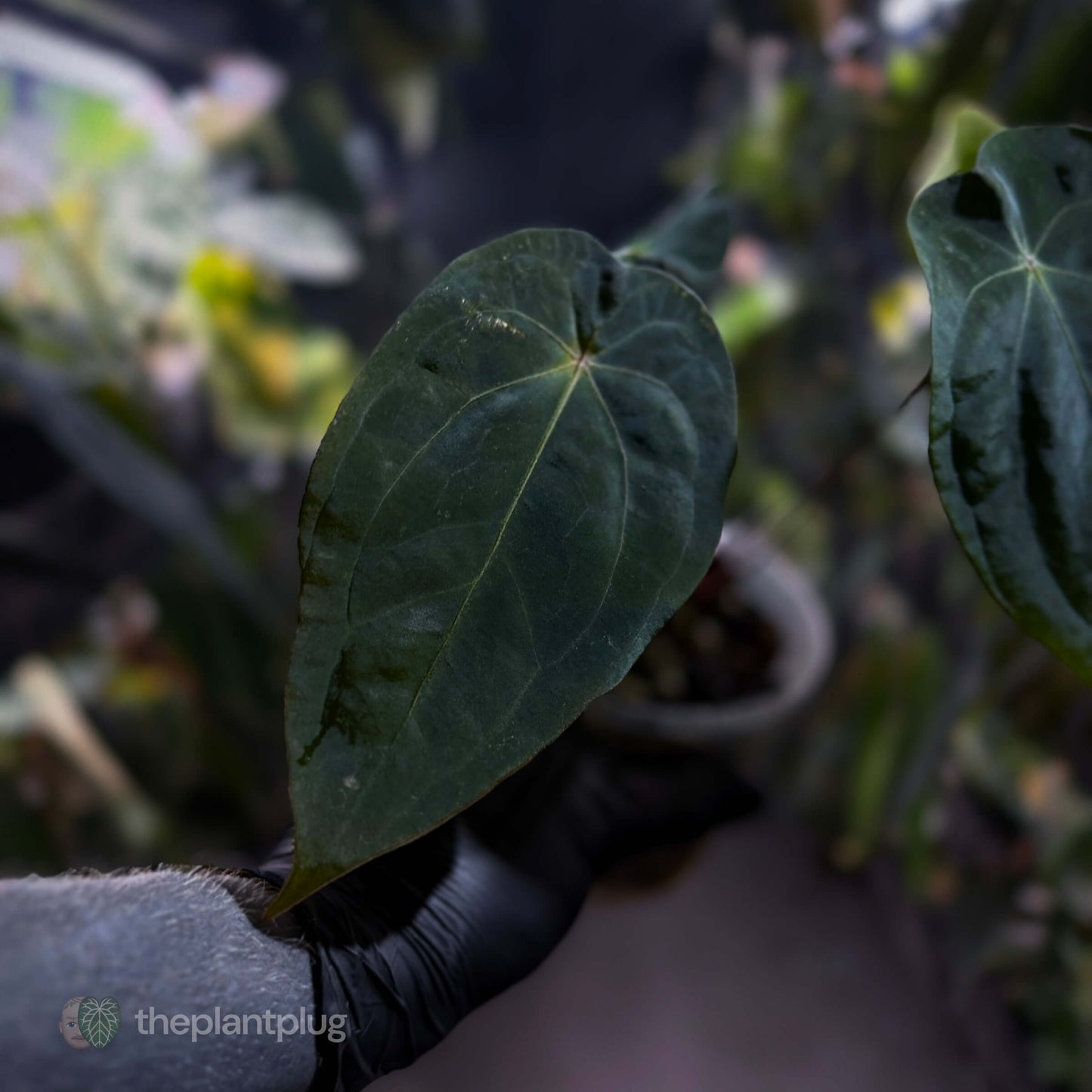 Anthurium forgetii x (antolakii ‘round’ x ‘RA1’)