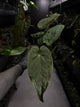 Anthurium #Moloch