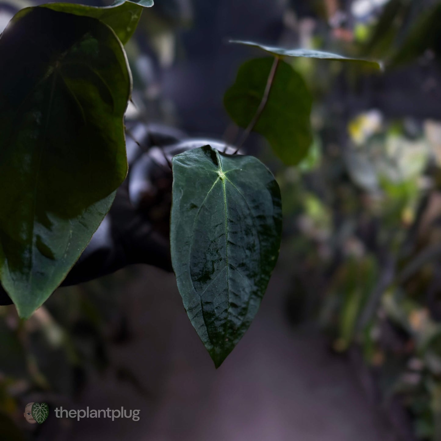 Anthurium forgetii x (antolakii ‘round’ x ‘RA1’)