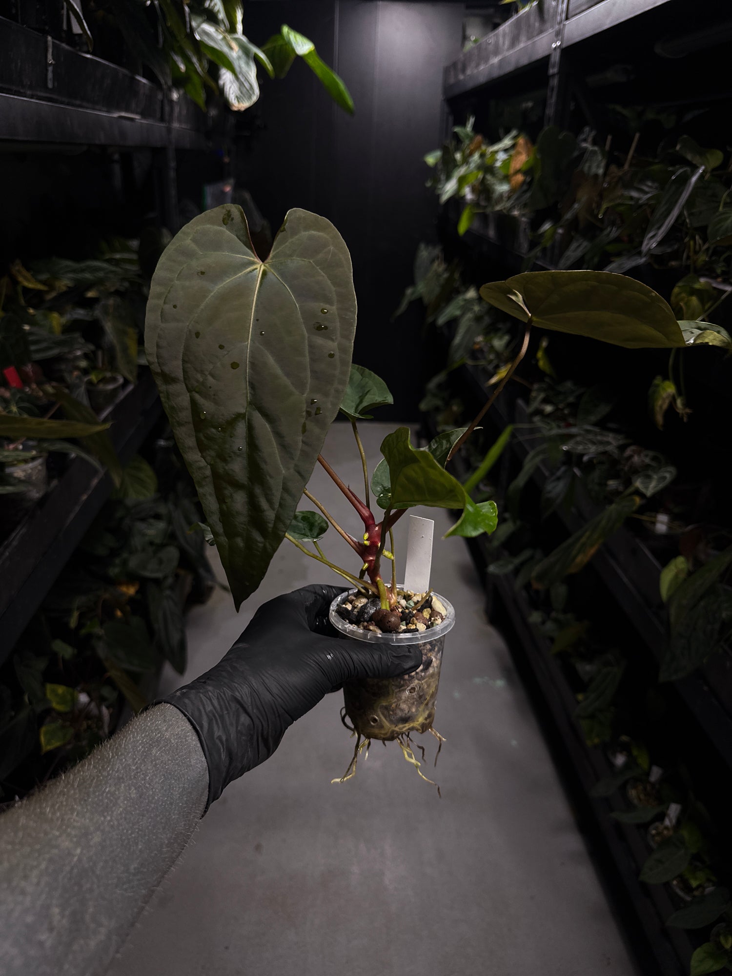 Anthurium #Moloch