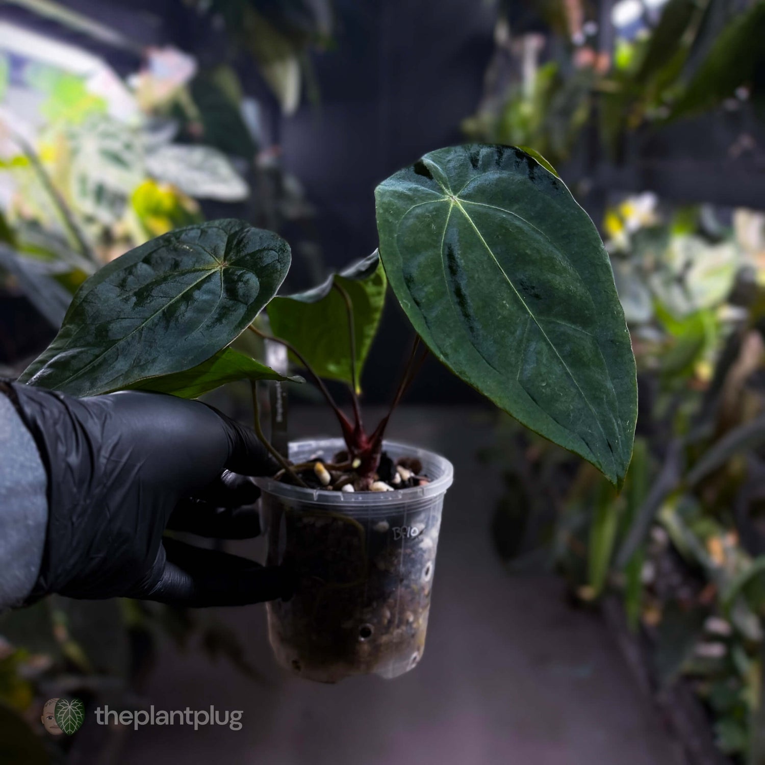 Anthurium forgetii x (antolakii ‘round’ x ‘RA1’)