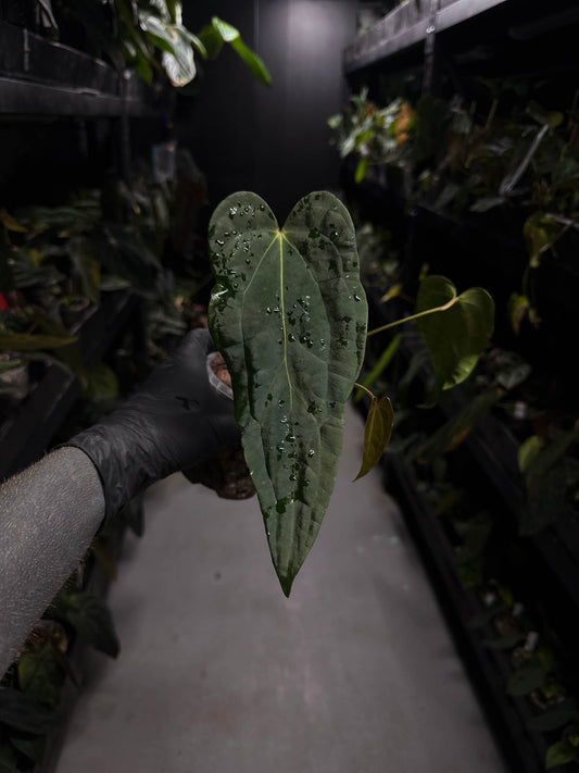 Anthurium #KissinCousins