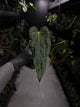 Anthurium #KissinCousins