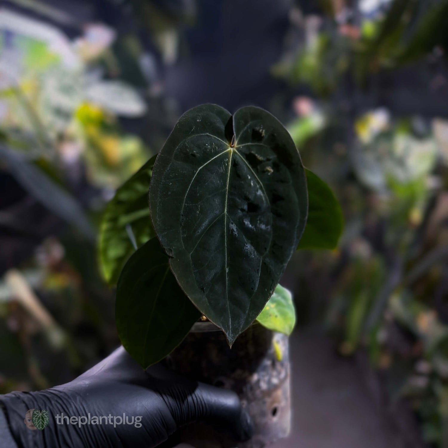 Anthurium (carlablackiae x besseae aff) x (antolakii x 'Dark Phoenix') • select