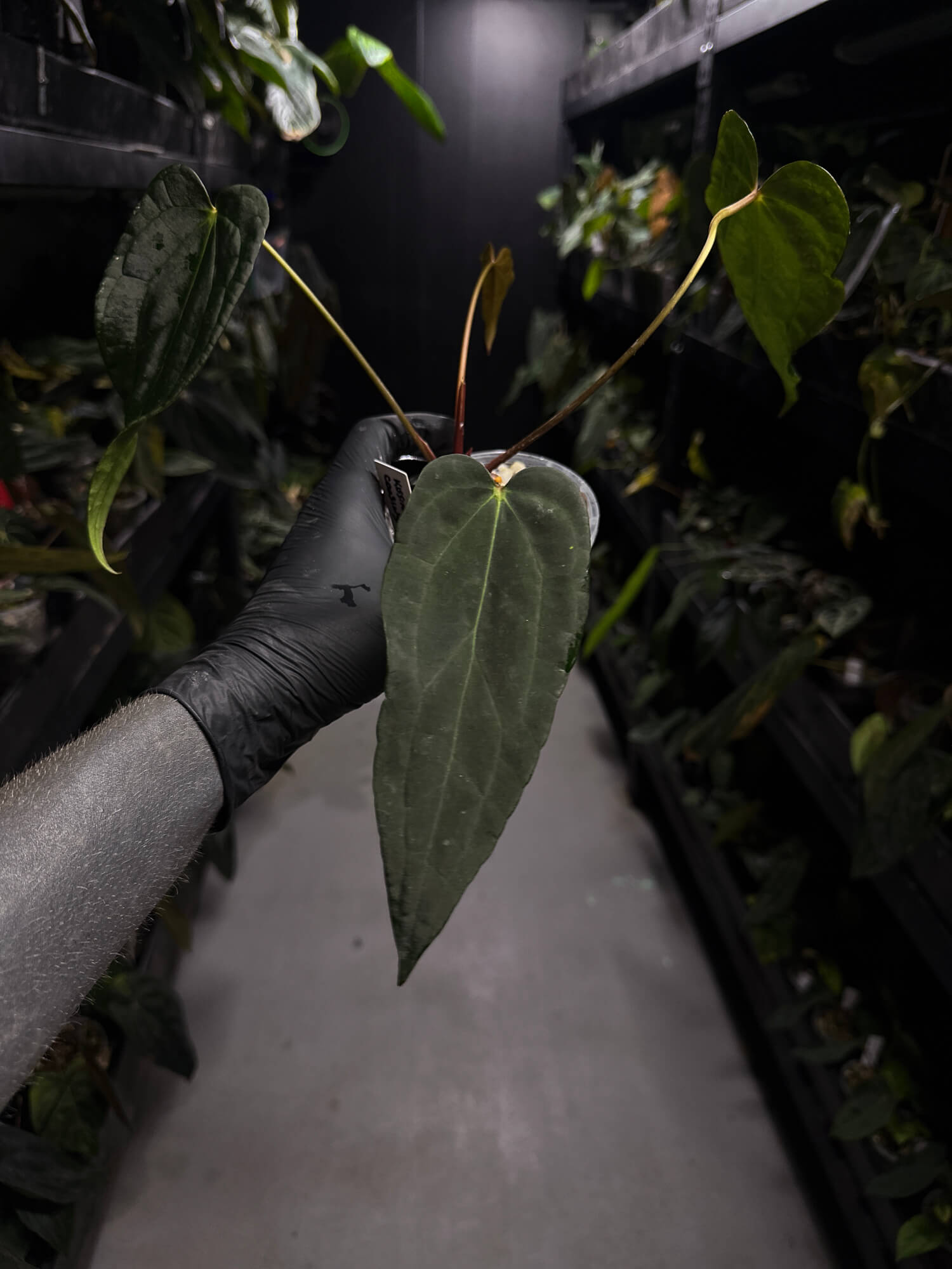 Anthurium #KissinCousins