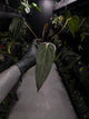 Anthurium #KissinCousins