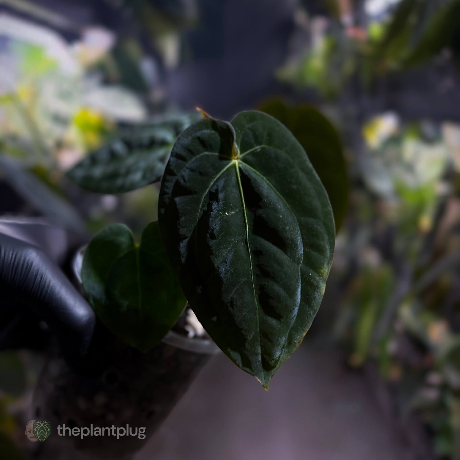 Anthurium (carlablackiae x besseae aff) x (antolakii x 'Dark Phoenix') • select