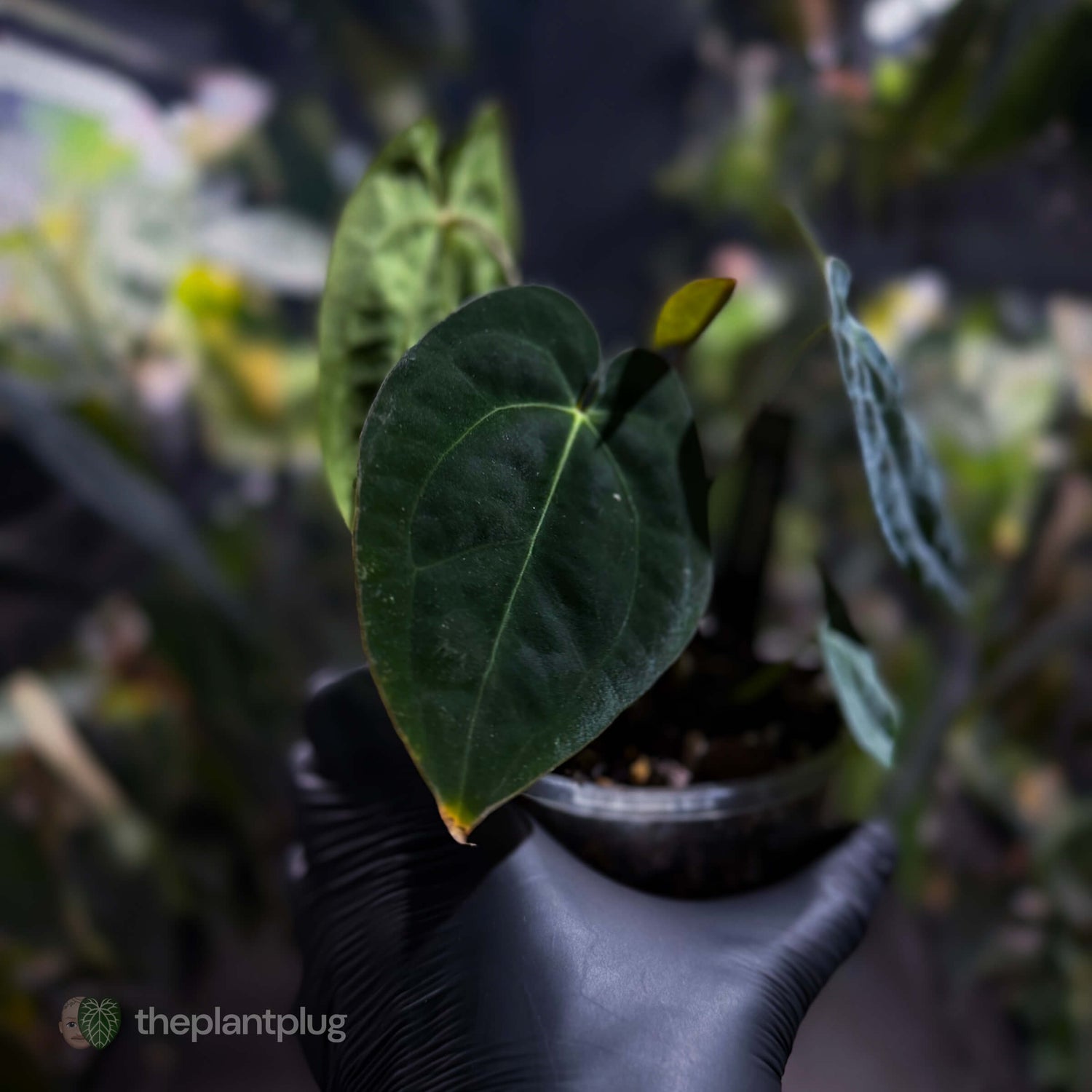 Anthurium (carlablackiae x besseae aff) x (antolakii x 'Dark Phoenix') • select