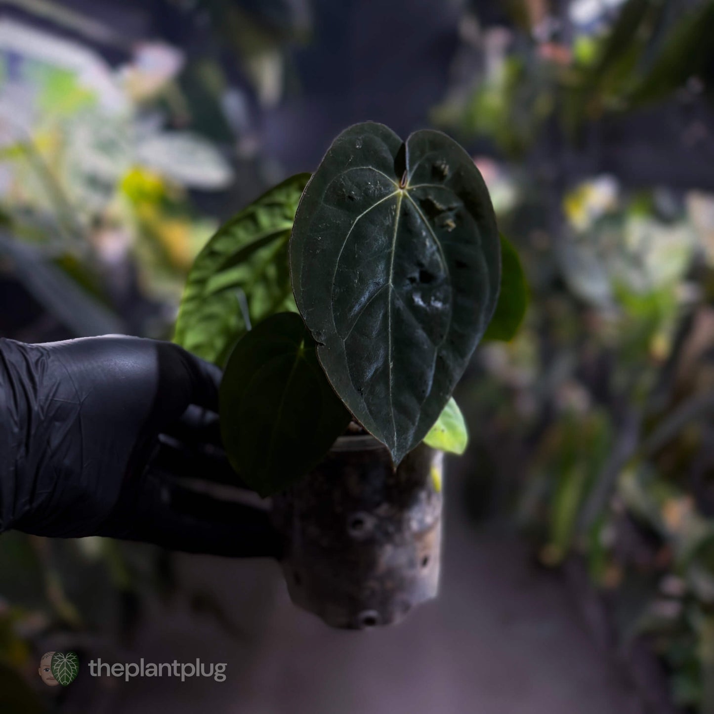 Anthurium (carlablackiae x besseae aff) x (antolakii x 'Dark Phoenix') • select