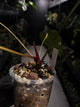 Anthurium #KissinCousins