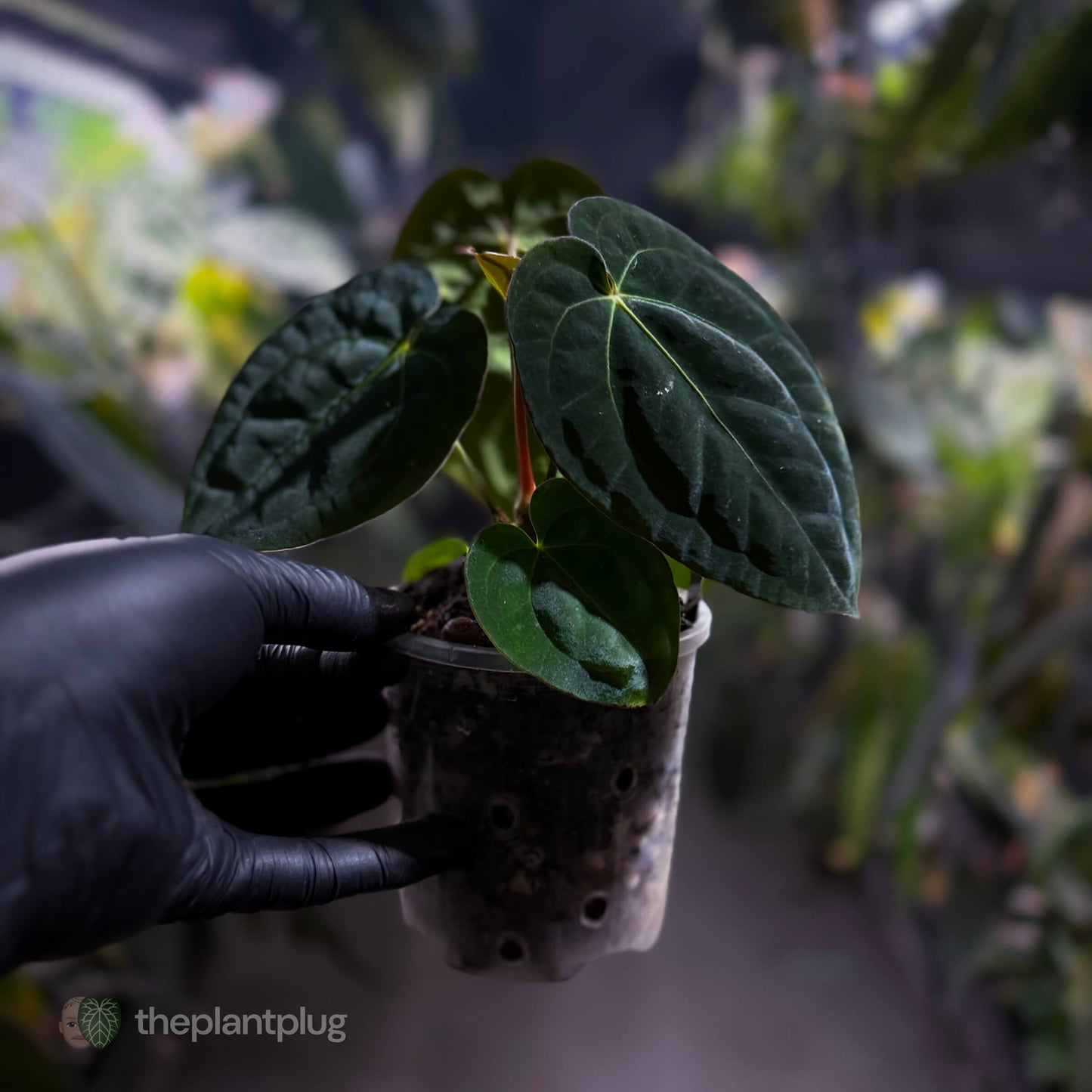 Anthurium (carlablackiae x besseae aff) x (antolakii x 'Dark Phoenix') • select