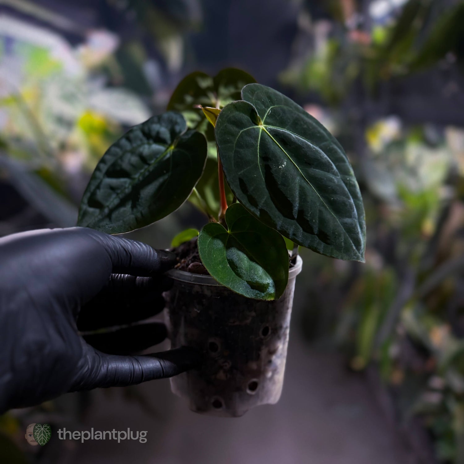 Anthurium (carlablackiae x besseae aff) x (antolakii x 'Dark Phoenix') • select