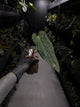 Anthurium #KissinCousins