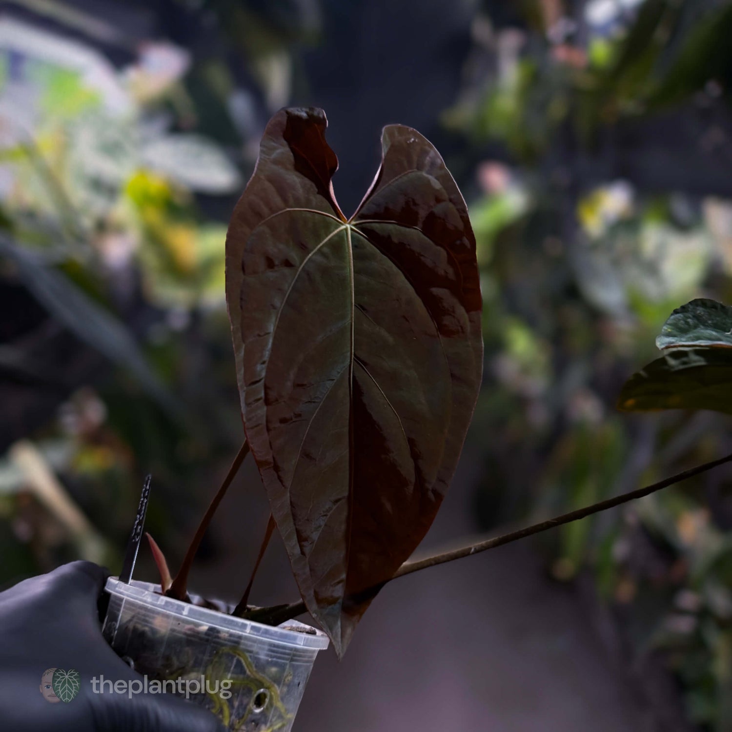 Anthurium [(papillilaminum x dressleri) x] 'Michelin Man' • mother plant clone