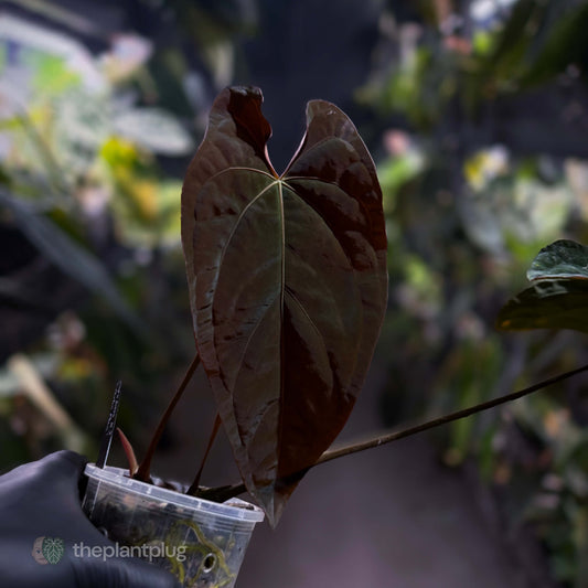 Anthurium [(papillilaminum x dressleri) x] 'Michelin Man' • mother plant clone