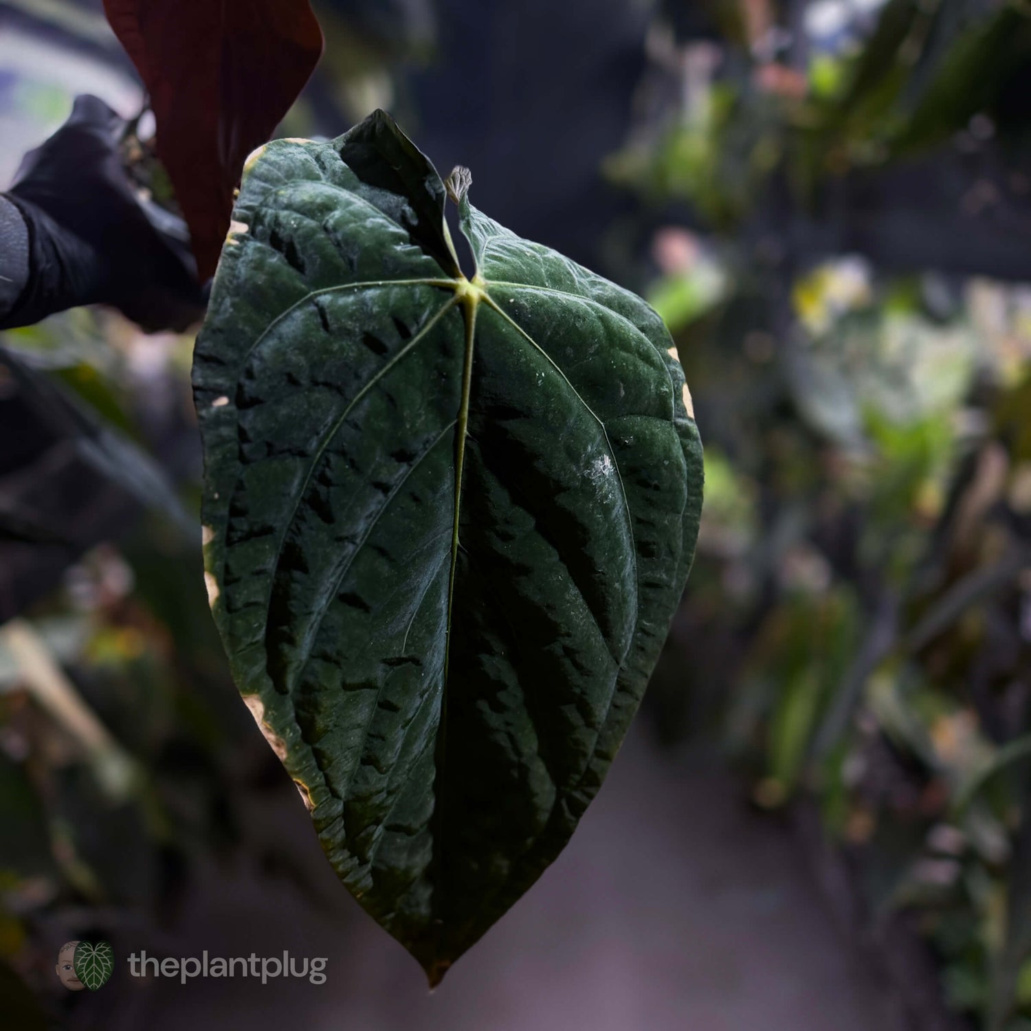 Anthurium [(papillilaminum x dressleri) x] 'Michelin Man' • mother plant clone