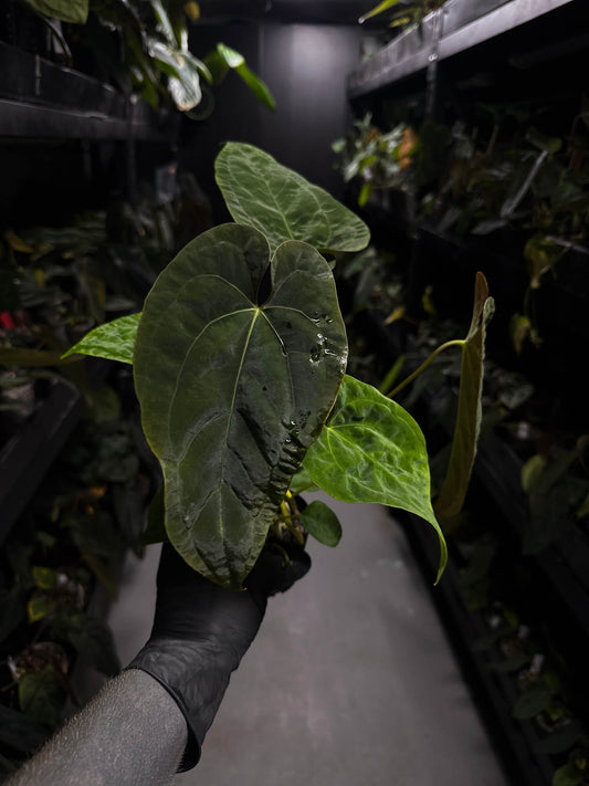 Anthurium #UluruDreams • papillilaminum x dressleri ex. JS x 'Dropbear'