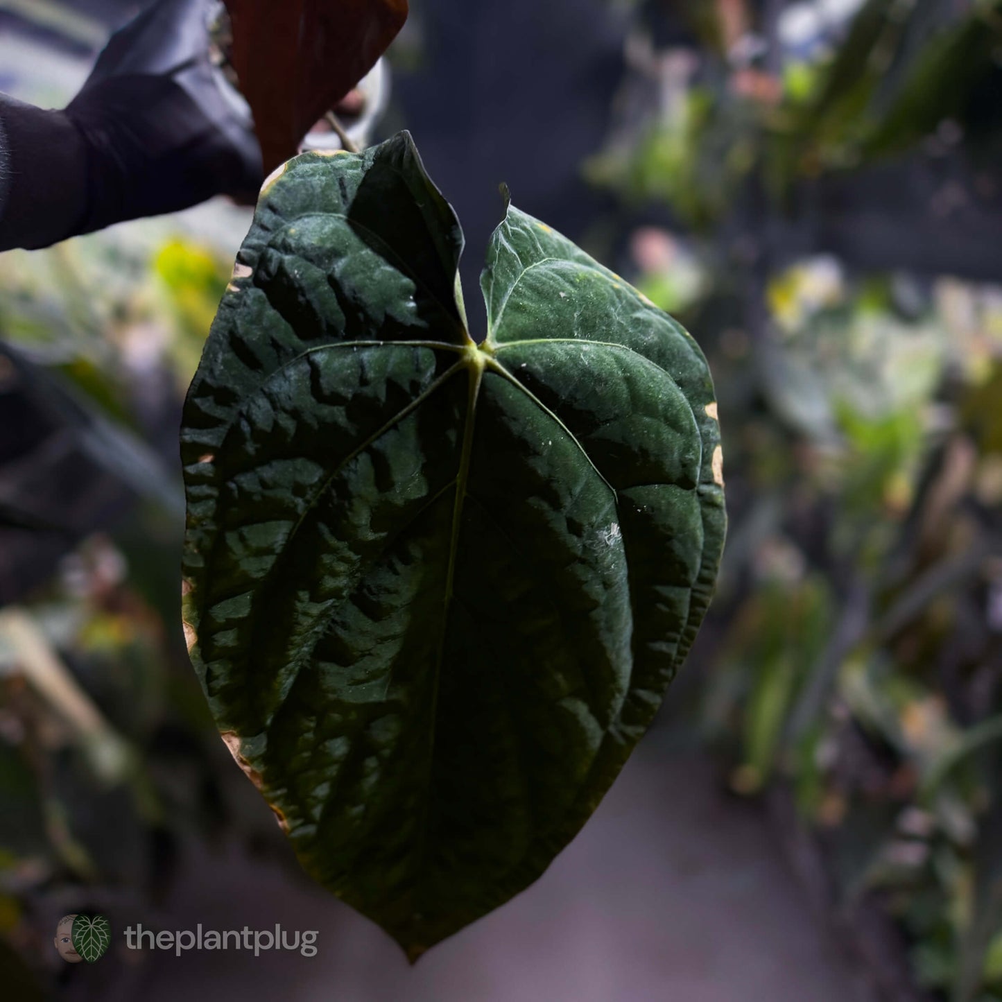 Anthurium [(papillilaminum x dressleri) x] 'Michelin Man' • mother plant clone