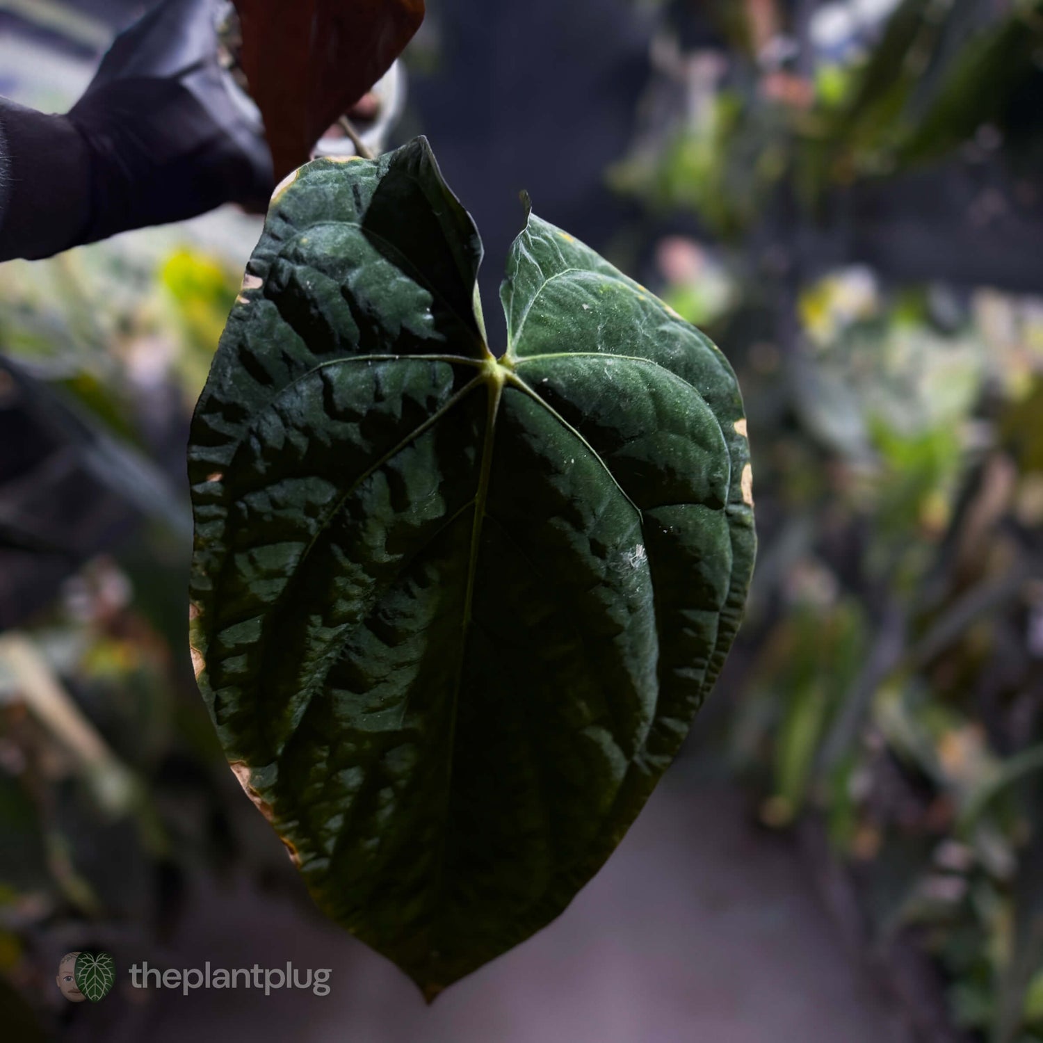 Anthurium [(papillilaminum x dressleri) x] 'Michelin Man' • mother plant clone