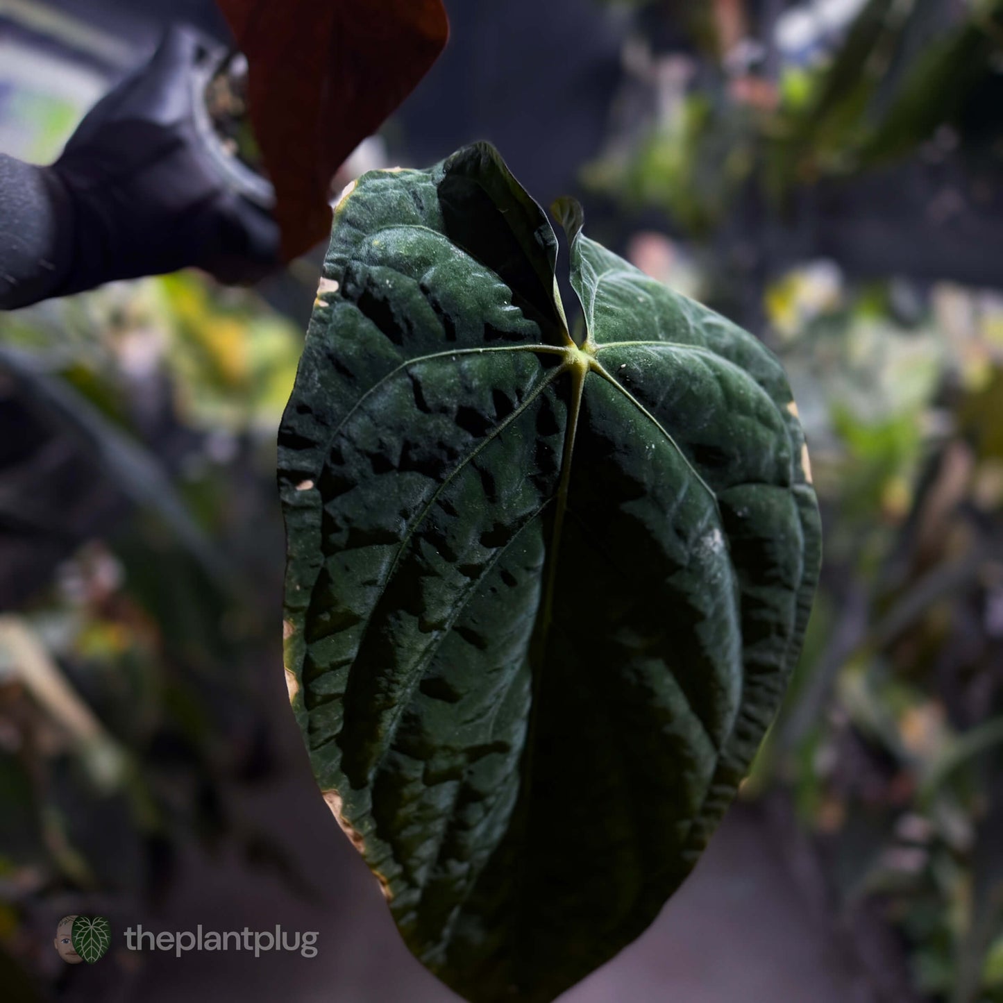 Anthurium [(papillilaminum x dressleri) x] 'Michelin Man' • mother plant clone