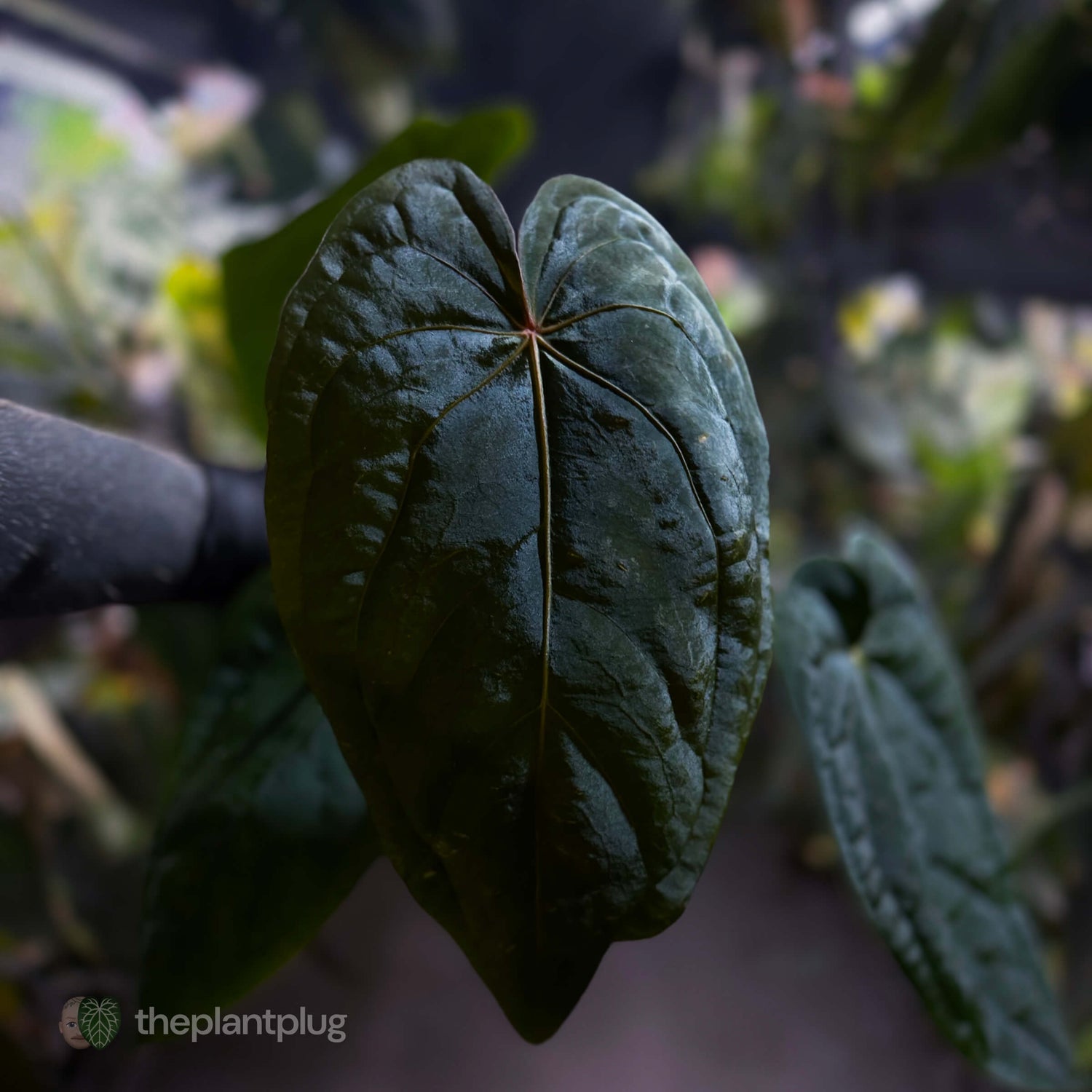 Anthurium #MidnightVelvet x dressleri 'LAS' • select