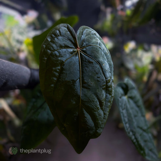 Anthurium #MidnightVelvet x dressleri 'LAS' • select