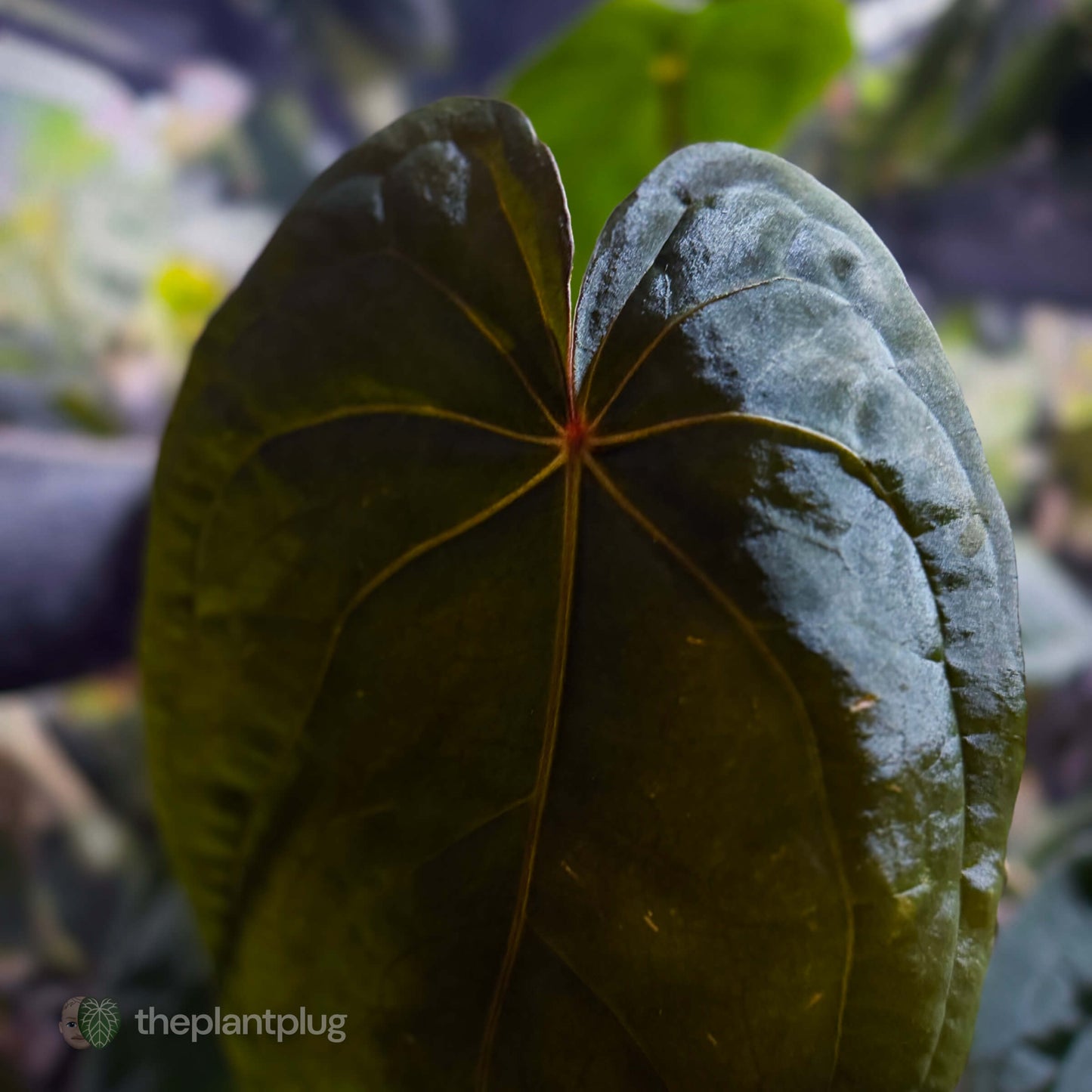 Anthurium #MidnightVelvet x dressleri 'LAS' • select