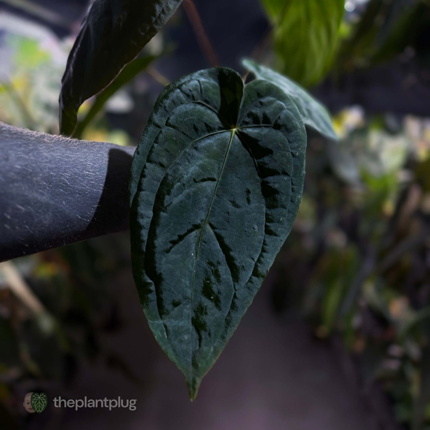 Anthurium #MidnightVelvet x dressleri 'LAS' • select