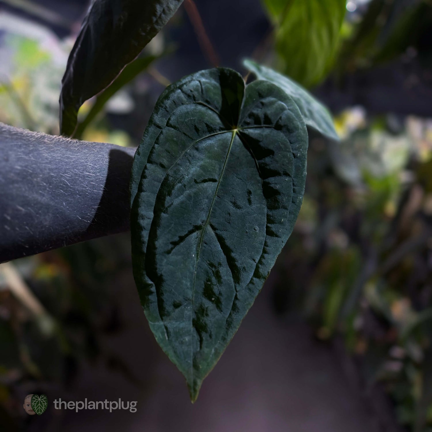 Anthurium #MidnightVelvet x dressleri 'LAS' • select