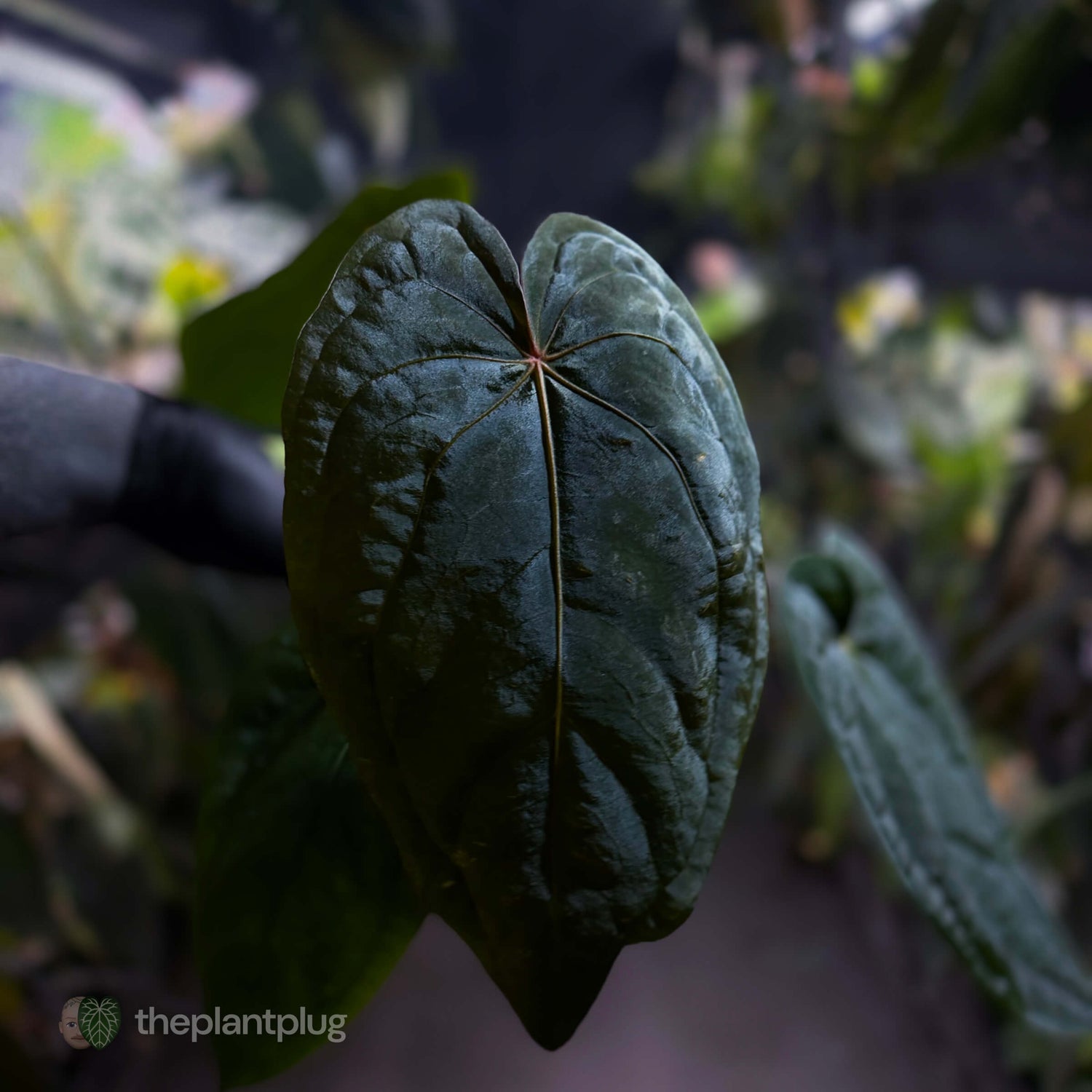 Anthurium #MidnightVelvet x dressleri 'LAS' • select