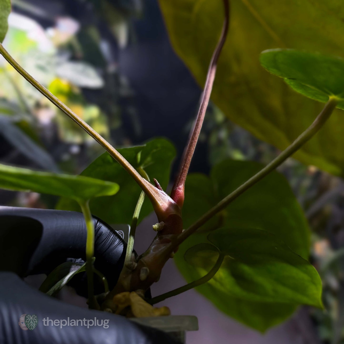 Anthurium #MidnightVelvet x dressleri 'LAS' • select