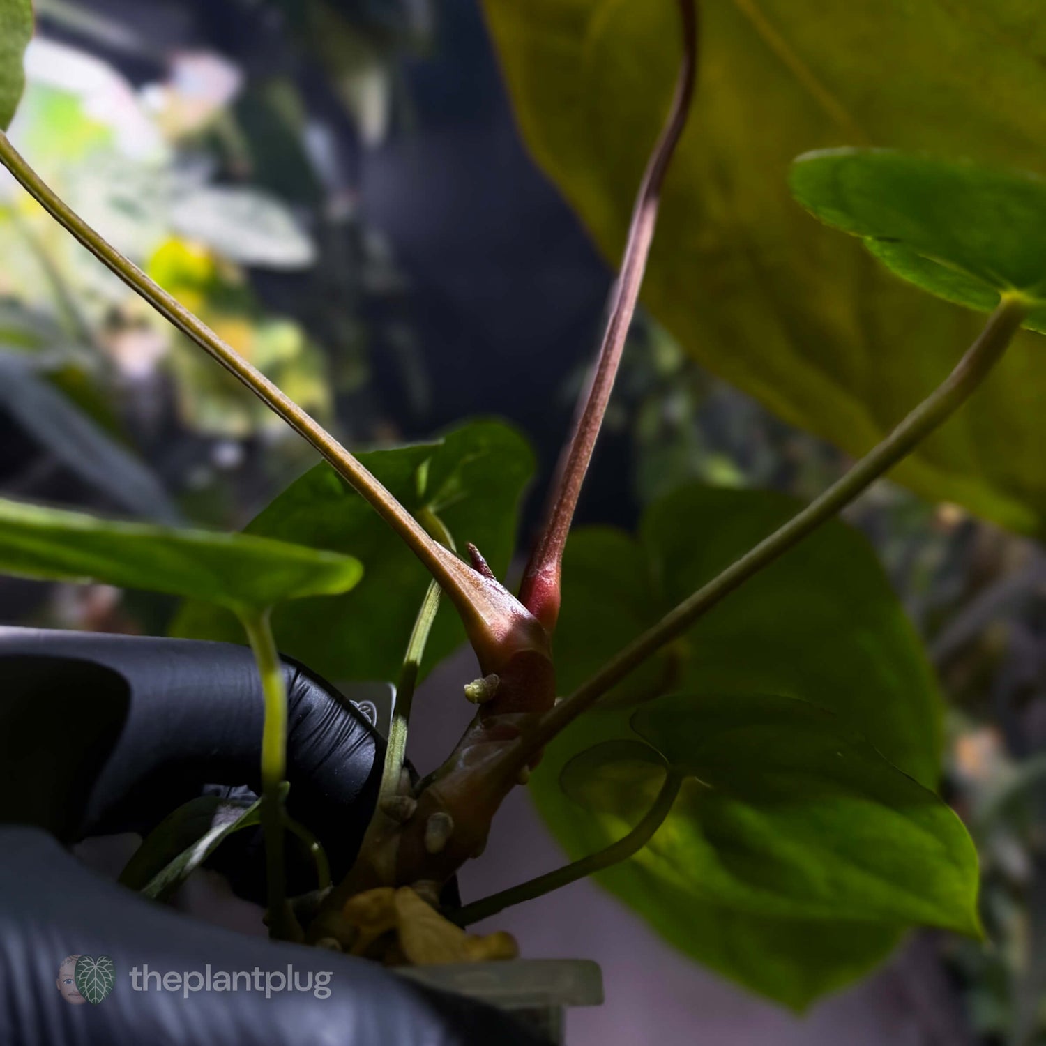 Anthurium #MidnightVelvet x dressleri 'LAS' • select