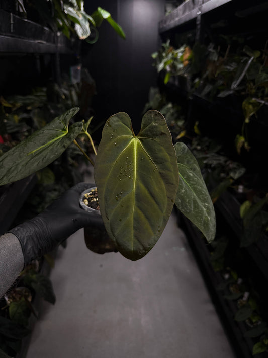 Anthurium #PLUG006