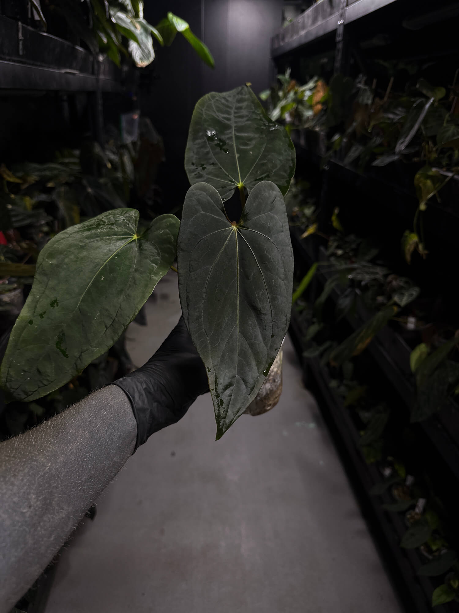 Anthurium #Malphas