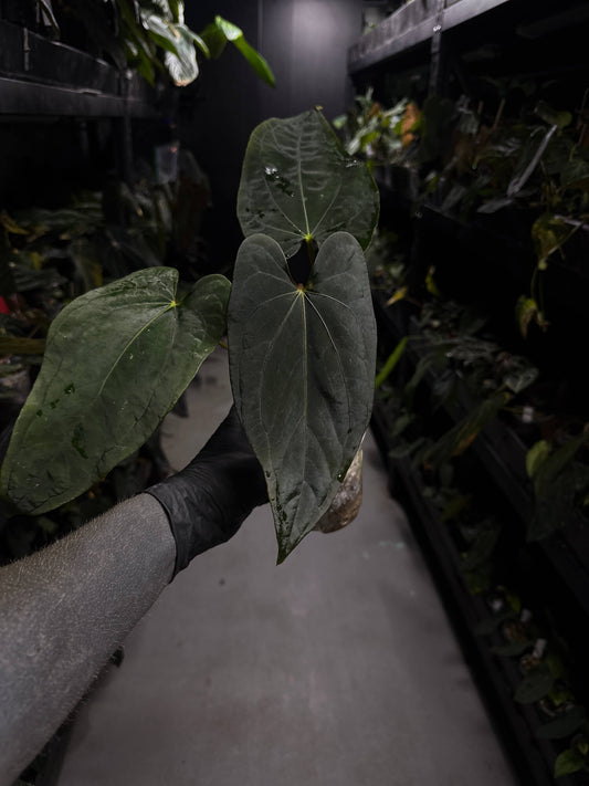 Anthurium #Malphas