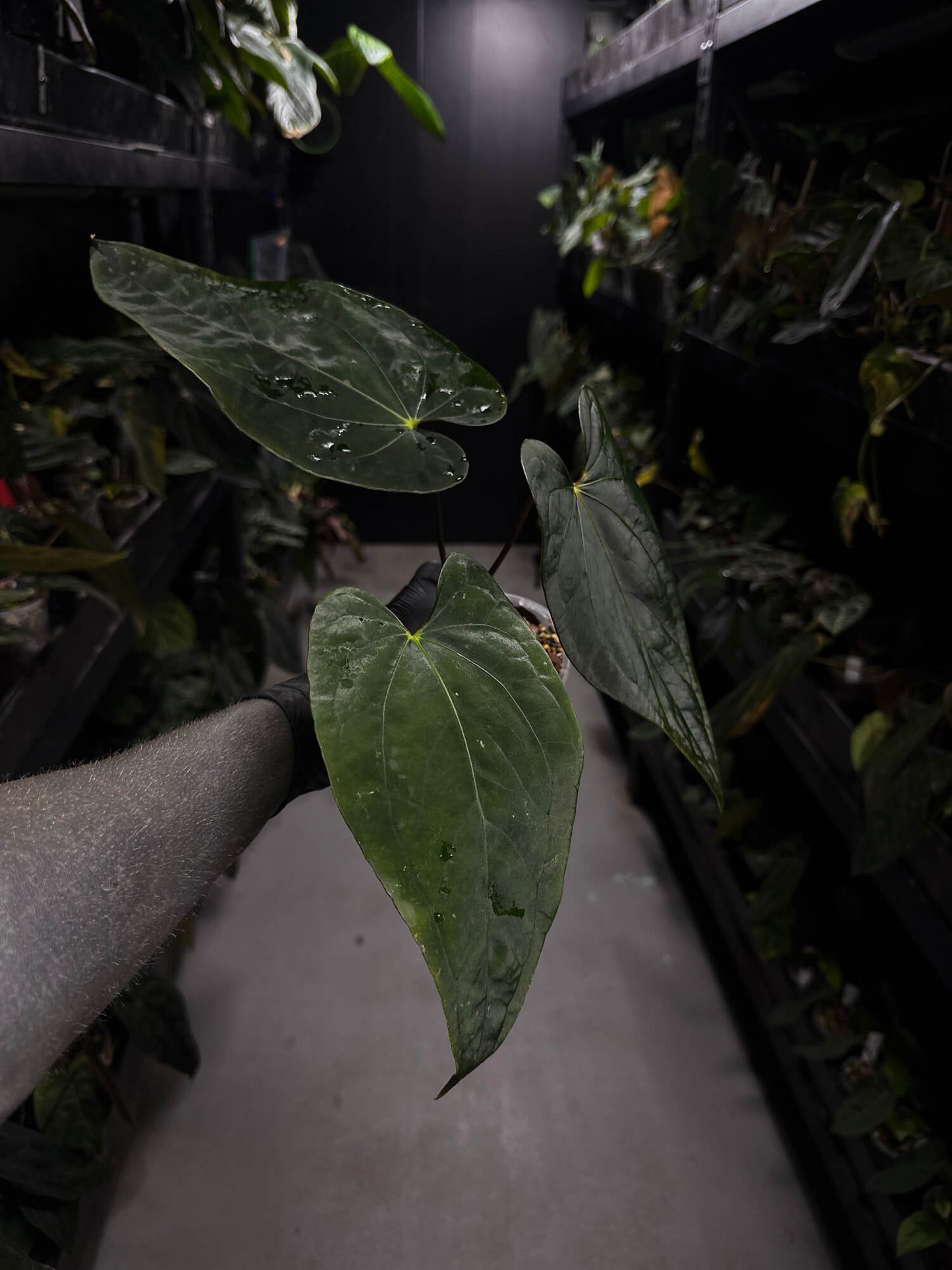 Anthurium #Malphas