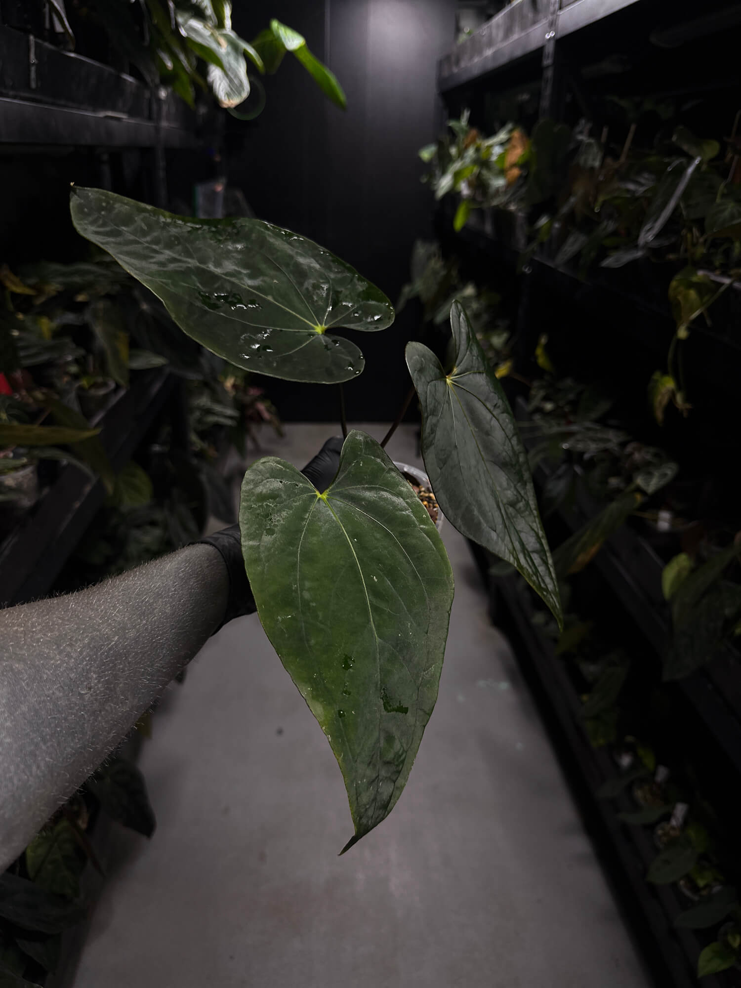 Anthurium #Malphas