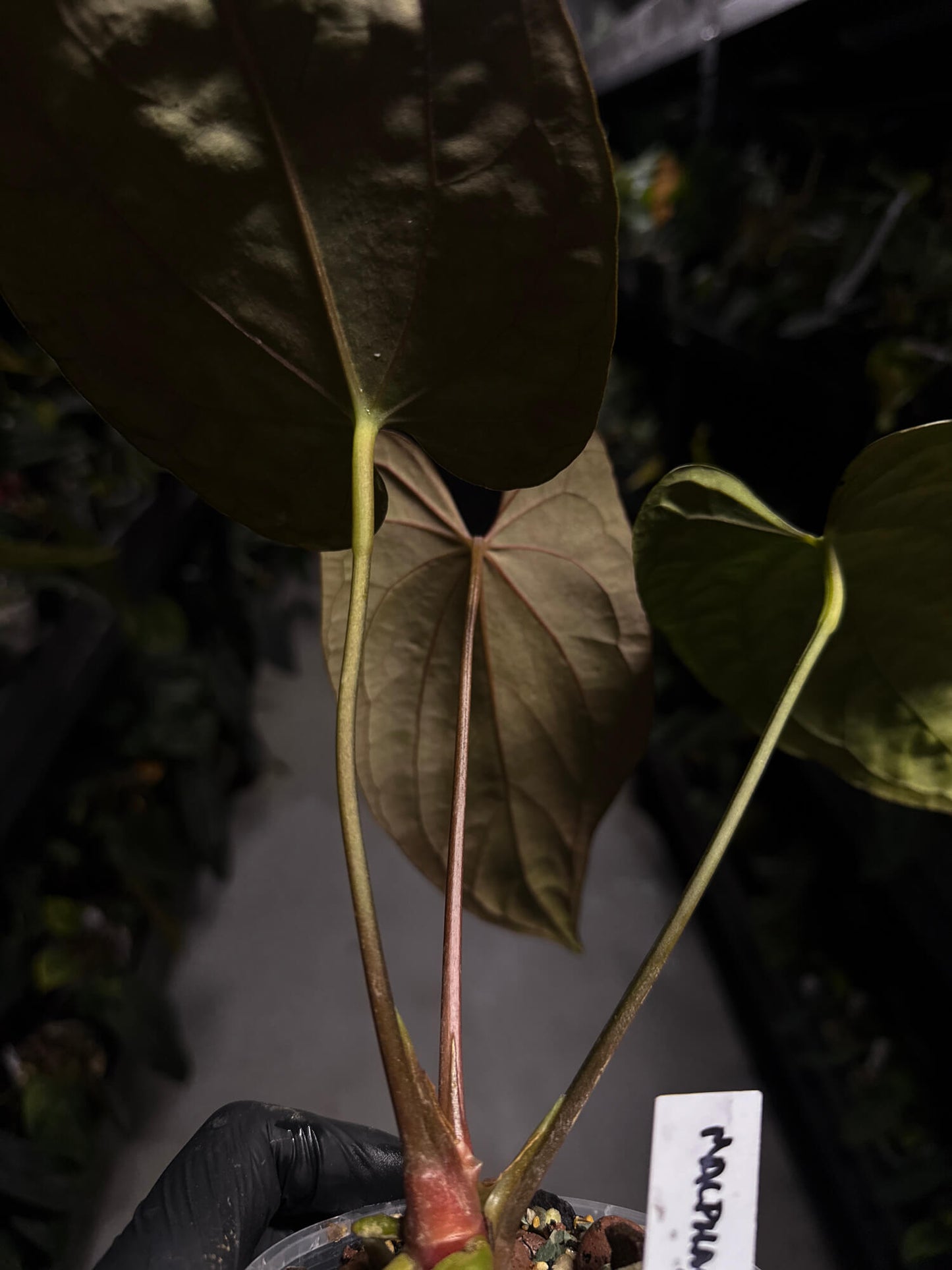 Anthurium #Malphas