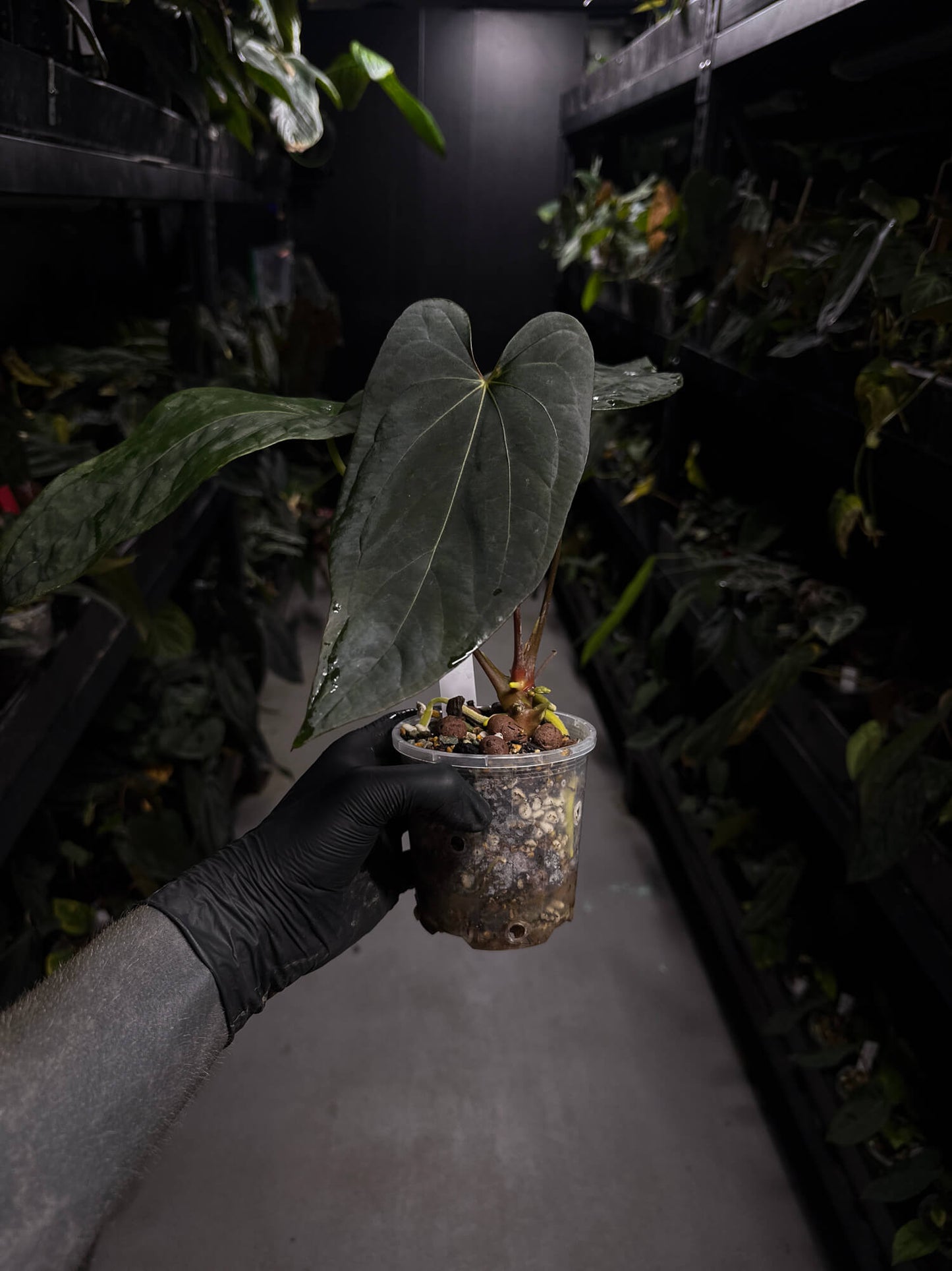 Anthurium #Malphas
