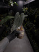 Anthurium #Malphas