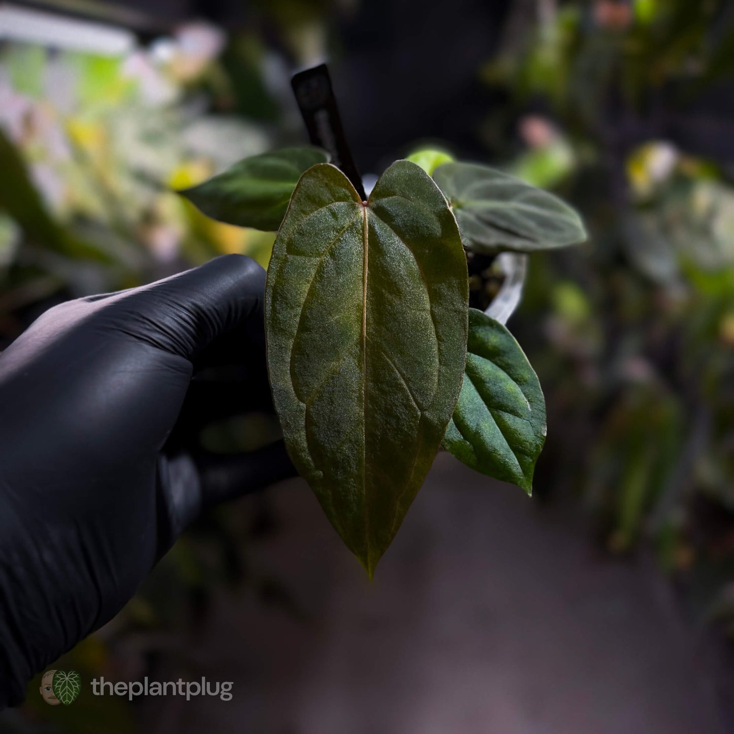 Anthurium carlablackiae x #MidnightVelvet 🌟