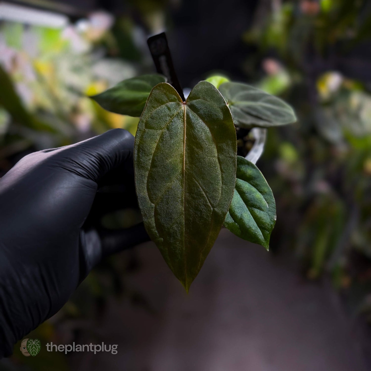 Anthurium carlablackiae x #MidnightVelvet 🌟