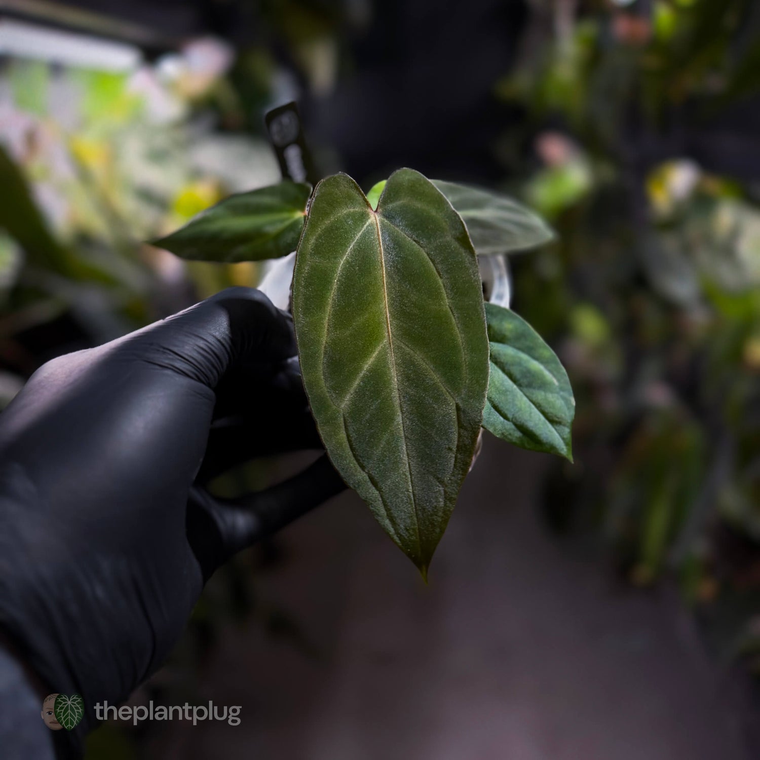 Anthurium carlablackiae x #MidnightVelvet 🌟