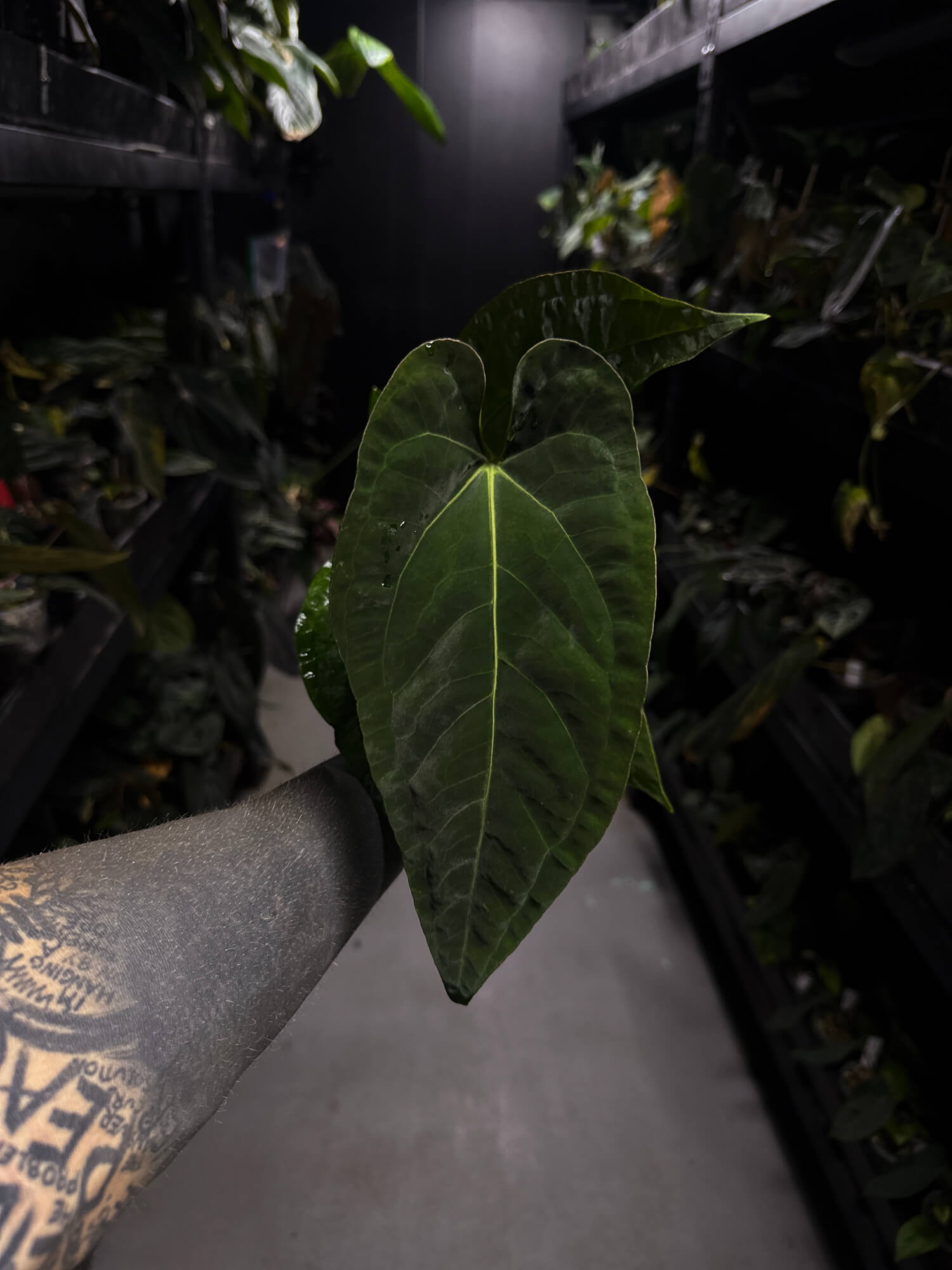 Anthurium (pap x dress ex. JS s1) x (regale x 'Silver Krome')