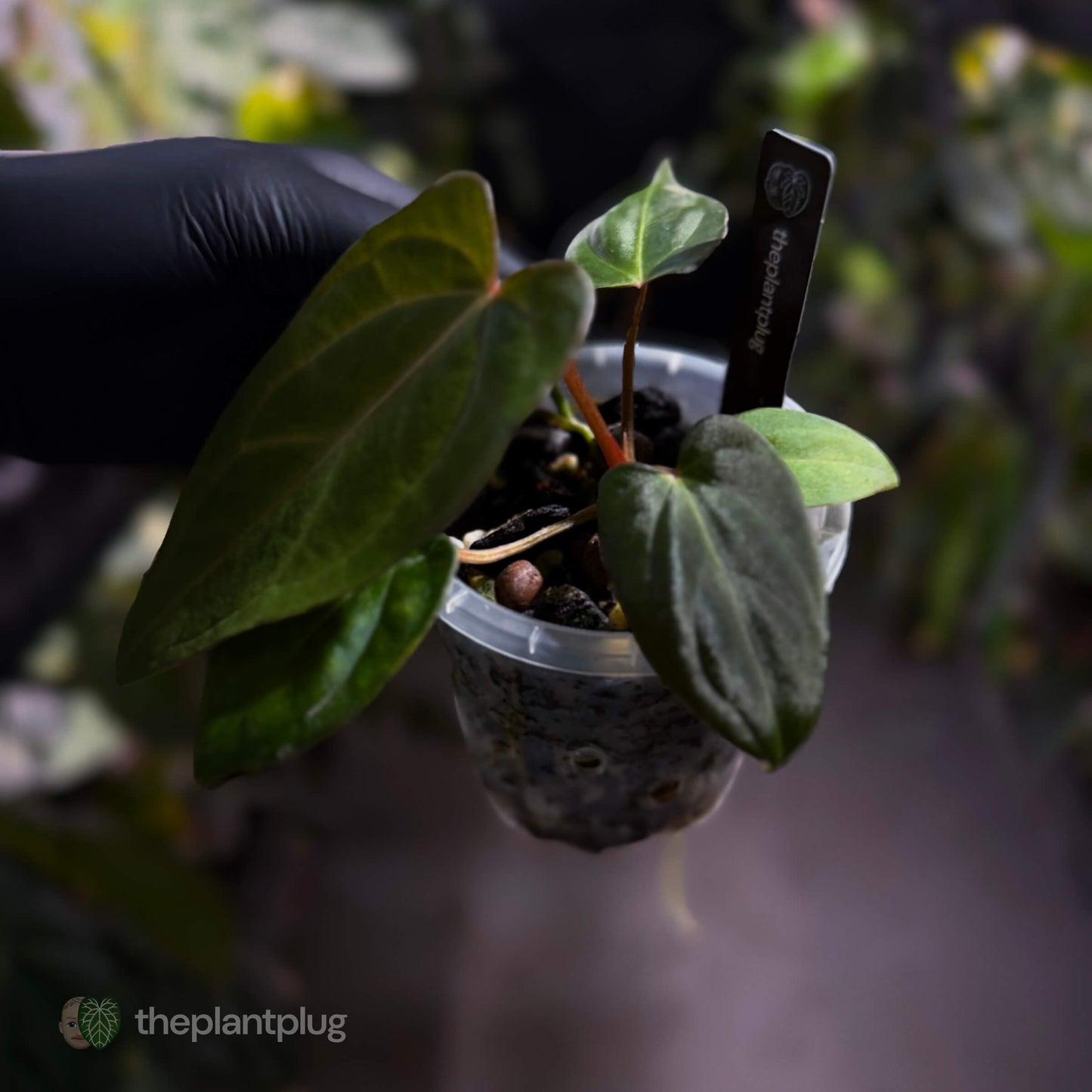 Anthurium carlablackiae x #MidnightVelvet 🌟