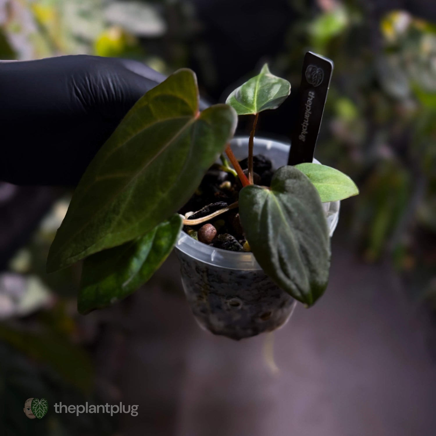 Anthurium carlablackiae x #MidnightVelvet 🌟