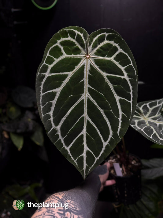 Anthurium 'Red Crystal' x 'Silver Blush'