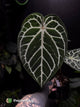 Anthurium 'Red Crystal' x 'Silver Blush'