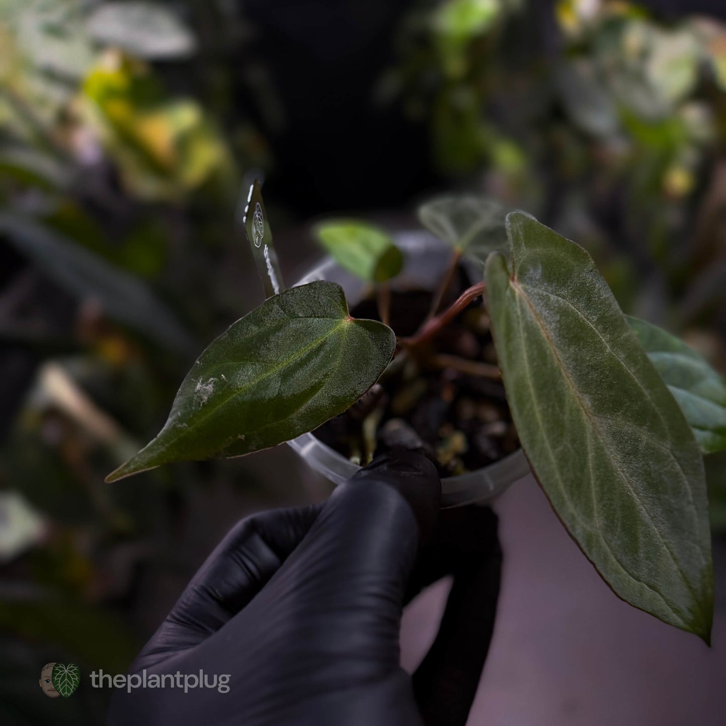 Anthurium carlablackiae x #MidnightVelvet 🌟